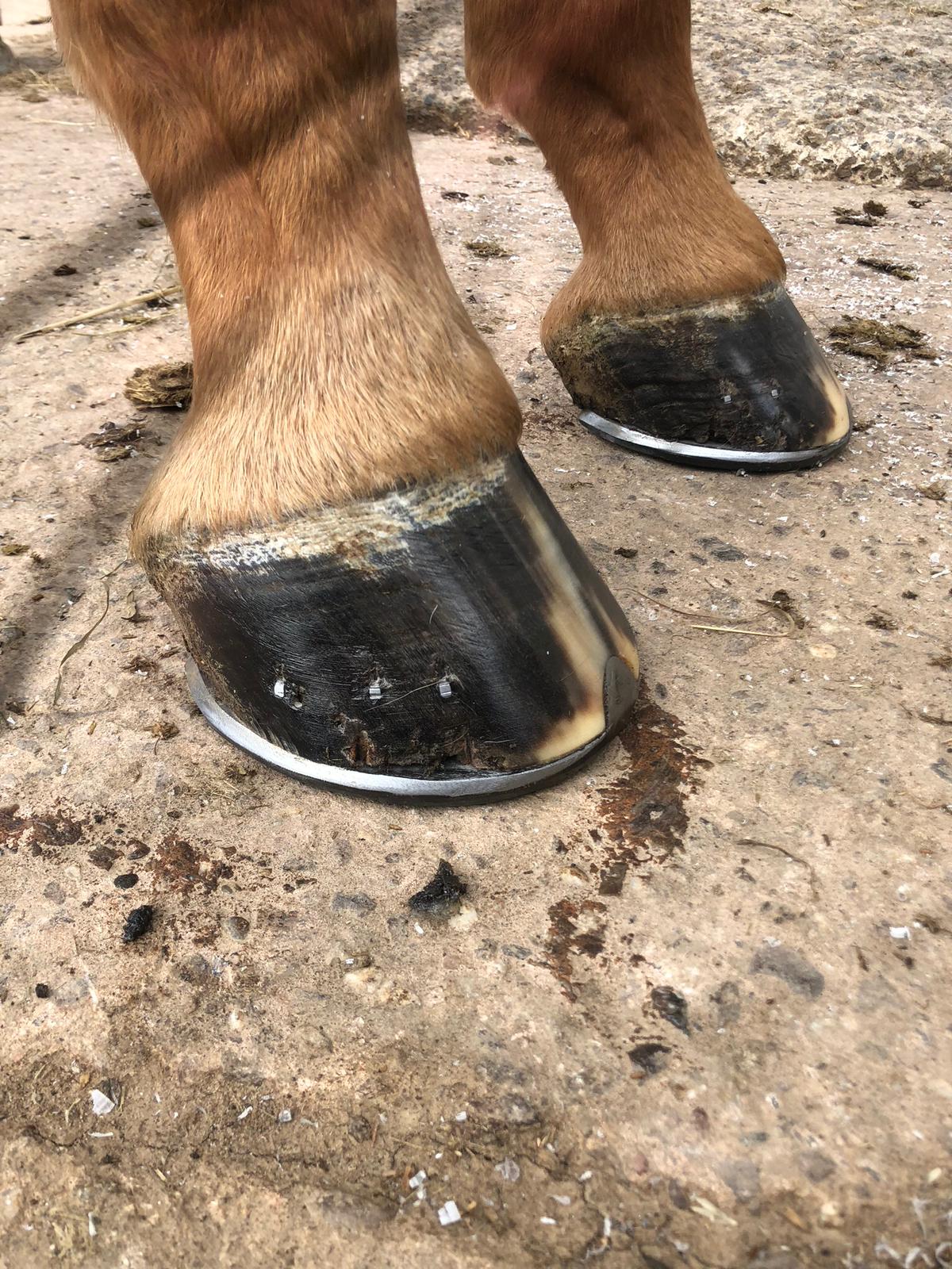 WMD Farriers Providing Farrier Services in South East Somerset