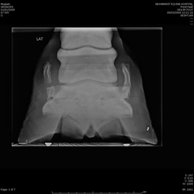 DJD, Ringbone, Sidebone and Bone Spavin WMD Farriers