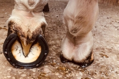 newly shod