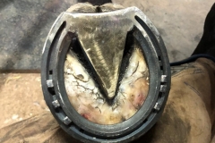 newly shod hoof underside